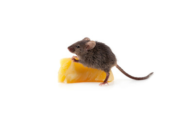 Mouse and cheese