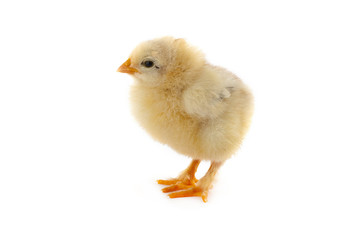 The yellow small chick