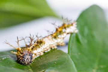 Caterpillar of black-veined sergeant butterfly