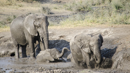 Elefanti che giocano nel fango