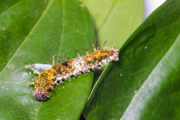 Caterpillar of black-veined sergeant butterfly