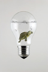 Turtle inside the Light Bulb  