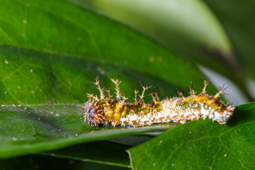 Caterpillar of black-veined sergeant butterfly
