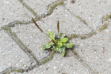 Grass breaks through the asphalt