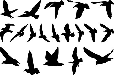 The black silhouettes of group flyiing seagulls on white background