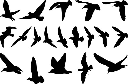The black silhouettes of group flyiing seagulls on white background