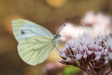 Farlalla su fiore 6