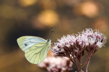 Farlalla su fiore 5