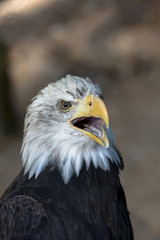 Portrait of a protesting sea eagle