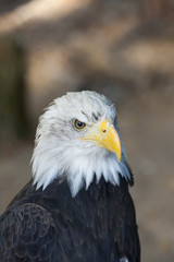 Portrait of an eagle