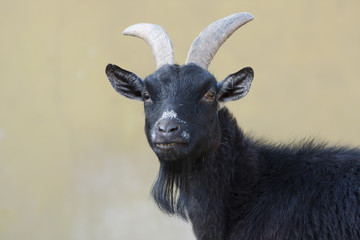 Goat's portrait