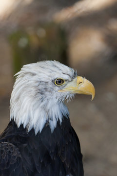 Eagle profile