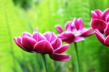 Fototapeta na wymiar Purple tulips on green background