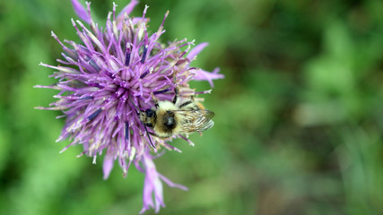 Bumblebee pollination