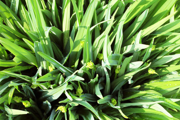 Green leaves of lily abstract background
