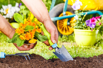 man hands planting a yellow flowers plant - 90634906