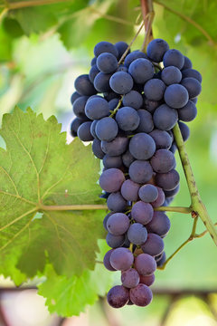 Uvas negras y maduras en la parra
