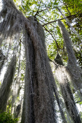 Lianes tress&eacute;es