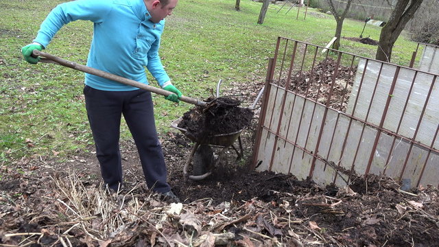 male gardener with pitchfork load rotten compost humus to rusty wheelbarrow barrow from big box in garden farm. Spring soil preparation works. Natural eco waste use in agriculture. 4K UHD video clip.