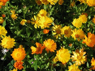 calendula