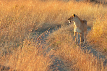 Female lion in Masai Mara