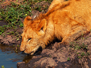 Young lion drinking water, Masai Mara