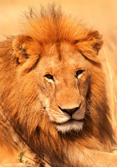 Male lion in Masai Mara