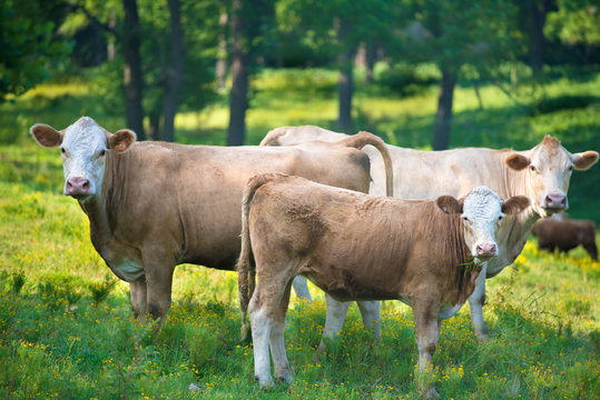 Herd Of Beef Cattle