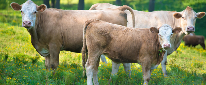 Herd Of Beef Cattle