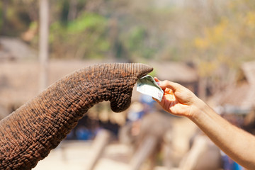 Elephant eating money, Thailand