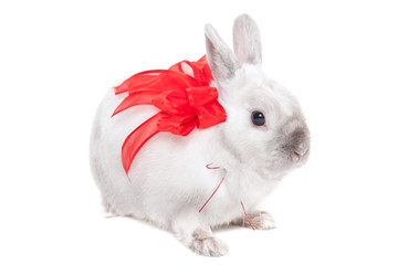 White rabbit with ribbon