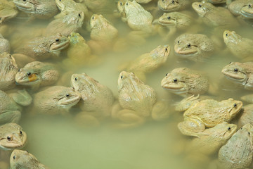 The raising frogs in pond