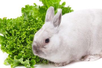 White rabbit eating green salad