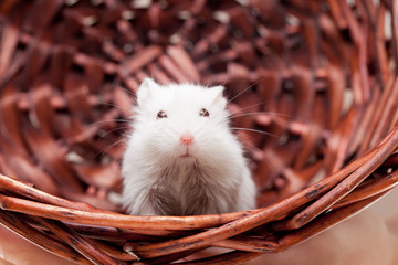 White mouse in basket