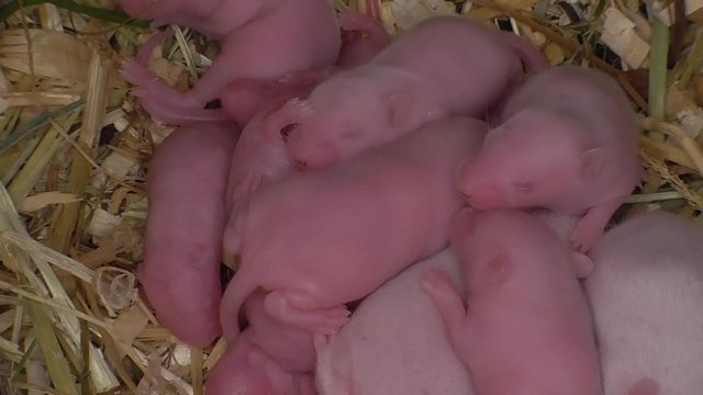 Hausmaus, Mus musculus, wei&szlig;