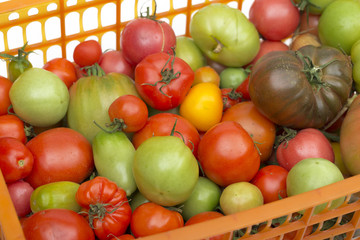 tomatoes on the white background