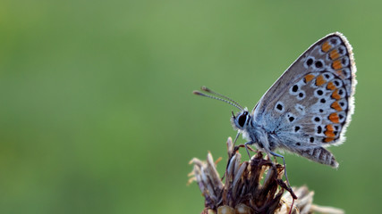 Hauhechel Bläuling - Polyommatus icarus