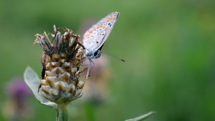 Hauhechel Bläuling - Polyommatus icarus