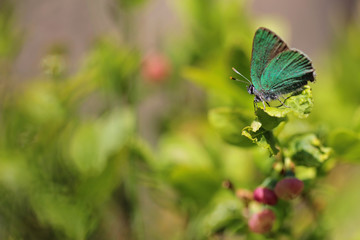 Green Hairstreak - Callophrys rubi 