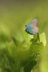 Green Hairstreak - Callophrys rubi 
