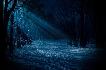 Rolgordijnen Nacht bos © Boris Riaposov