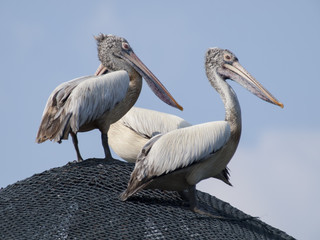 Brown Pelican