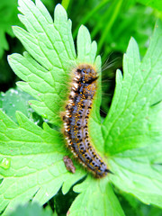  caterpillar lasiocampidae