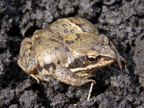 Image of frog