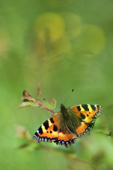 Small tortoiseshell (Aglais urticae) on a meadow
