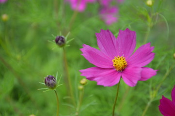 Obraz premium Брянские цветы летом