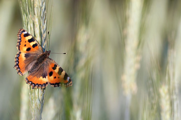 Small tortoiseshell (Aglais urticae) on a meadow