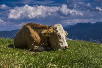 Milchkuh ruht auf der Alm mit Alpenblick