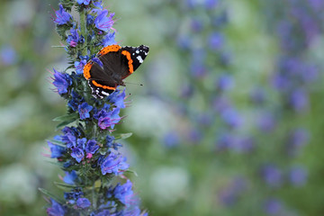Red Admiral butterfly (Vanessa atalanta)