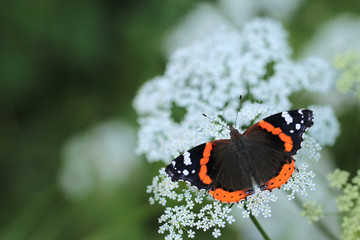Red Admiral butterfly (Vanessa atalanta)